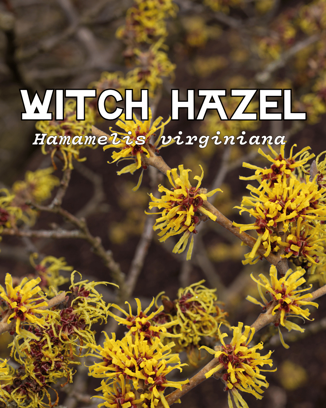 Plant Focus: Witch Hazel