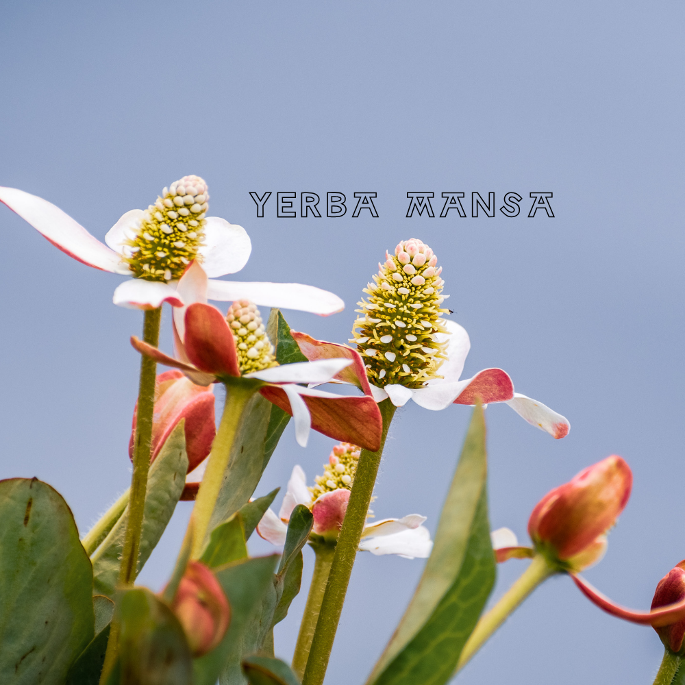 Yerba Mansa: Meet This Bodacious Botanical