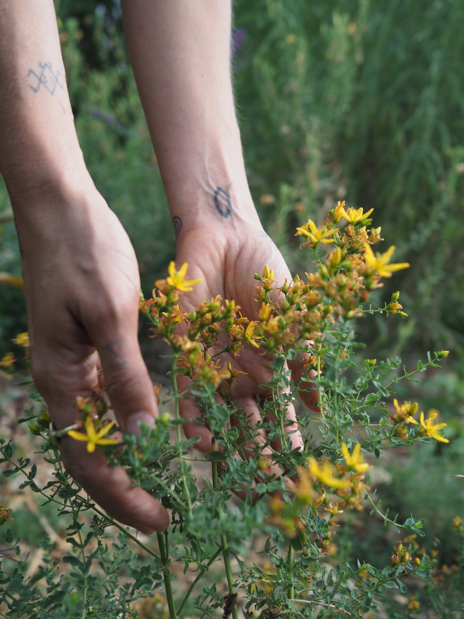 Plants for Protection