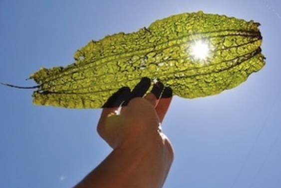 Herbs Growing Humans: Ocean Harvest Sea Vegetables