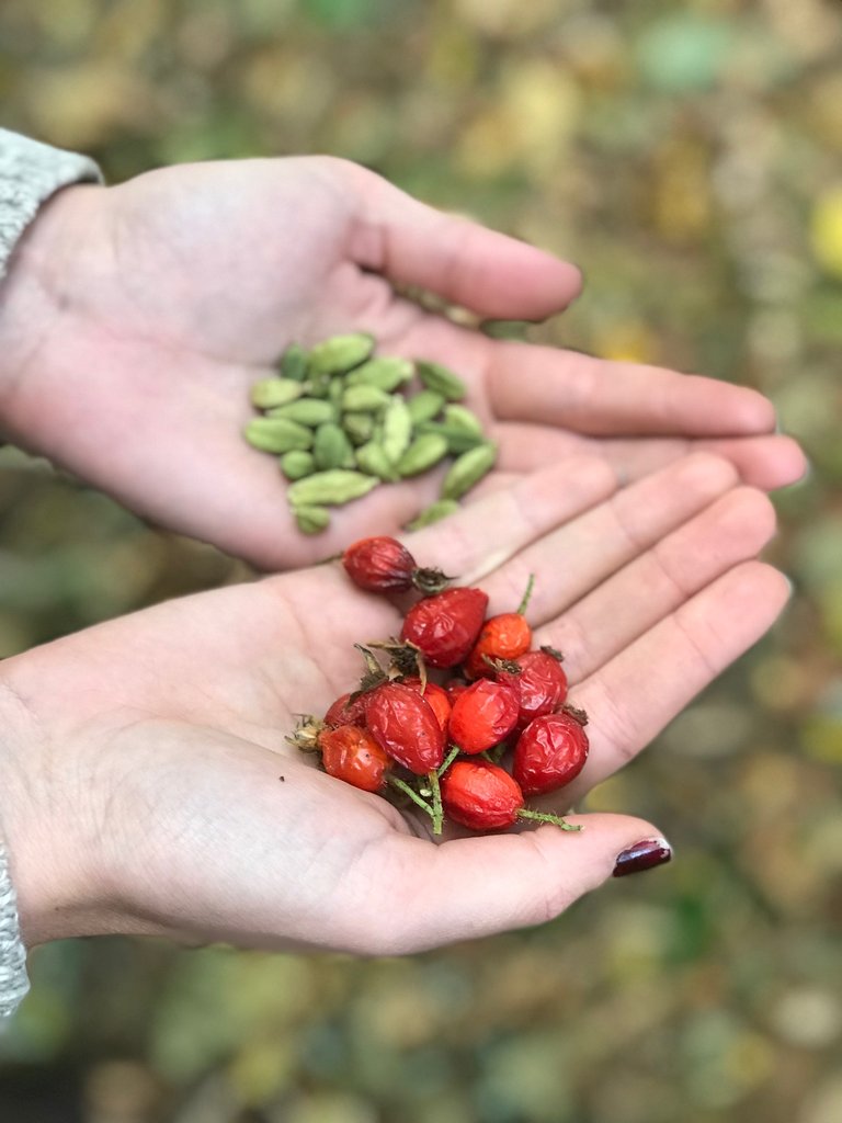 Seeds, the encapsulation of death and rebirth